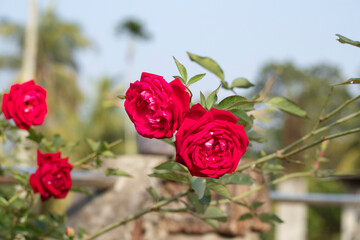  indian red rose on the tree with blur background