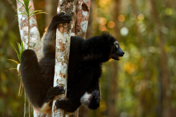 Isolated Indri lemur, black and white Madagascar's largest lemur on a  tree trunk, looking right, blurred, colorful rainforest bokeh.