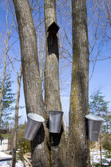 Metal containers used to catch the  water for the production of maple syrup