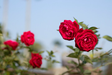  indian red rose on the tree with blur background