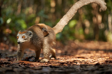 Crowned lemur, Eulemur coronatus on the ground. Diurnal lemur from north tip of  Madagascar in ist natural envirnoment of dry deciduous forest. Low-angle photo. Travel to Madagascar wilderness.