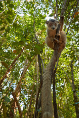 Madagascar wildlife photography: Ultra-wide, close-up photo of Red-bellied lemur, Eulemur rubriventer against forest canopy. Lemur looking directly to camera, eye contact.