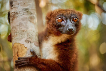 Red-bellied lemur, Eulemur rubriventer, portrait of  orange-brown  lemur, male, endemic to Madagscar. Lemur looking directly to camera, eye contact,  Madagascar wildlife theme. 