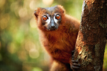 Red-bellied lemur, Eulemur rubriventer, portrait of  orange-brown  lemur, male, endemic to Madagscar. Lemur looking directly to camera, eye contact,  Madagascar wildlife theme. 