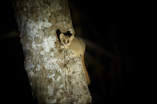 Gray mouse lemur, Microcebus murinus, very small, nocturnal lemur on a tree trunk, with huge ears and eyes, endemic to Madagascar