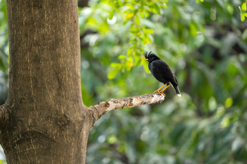 Great Myna perching on a tree branch