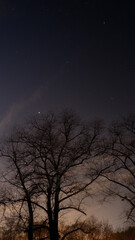 Fototapeta na wymiar sky with tree