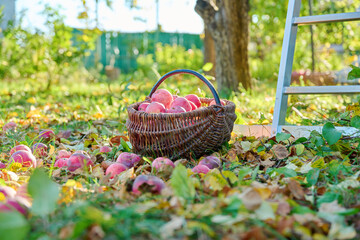 Fototapeta na wymiar Harvest of organic natural ripe red apples in basket, in autumn garden