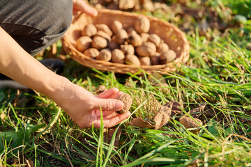 Close-up of ripe walnuts in hands of woman picking nuts in basket