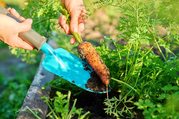 Close-up of hands with spatula digging up ripe carrots in garden bed