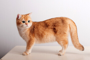 Beautiful cute orange cat