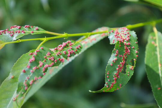 Disease of Salix leaves close-up. Damage to gall mites. Aculus tetanothrix. Sick leaf of willow infected with mite Eriophyidae. Plant parasites.The concept of protection nature. Soft focus