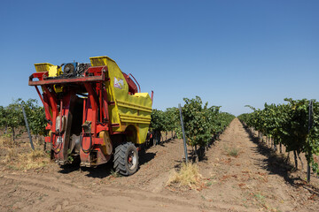 Mechanical harvest on a sunny day. Harvesting by machinery in the vineyards.