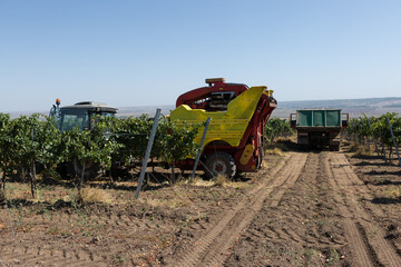 Fototapeta premium Mechanical harvest on a sunny day. Harvesting by machinery in the vineyards.