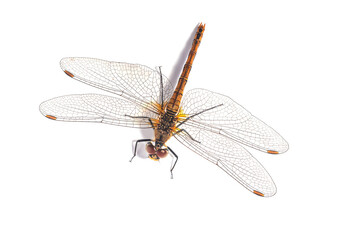 Dragonfly close-up on the white background. Pantala flavescens, he globe skimmer, globe wanderer or wandering glider. Is a wide-ranging dragonfly of the family Libellulidae of the genus Pantala.