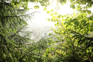 Different beautiful trees in forest on sunny day