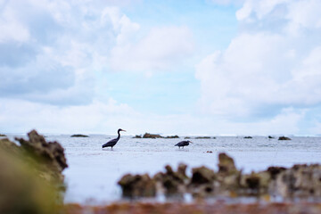 Tropical ecosystem. Wild bird in low tide sea beach.