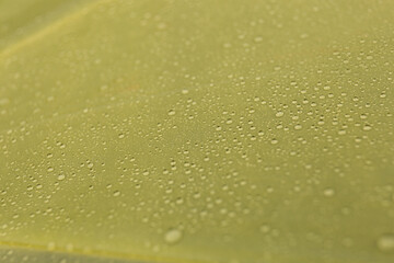 Closeup view of yellow umbrella with rain droplets