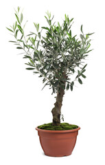 Beautiful young potted olive tree isolated on white
