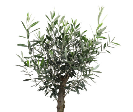 Beautiful Young Olive Tree Isolated On White