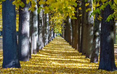 Fototapeta na wymiar Lime grove in the autumn park on Krestovsky Island. Saint-Petersburg.