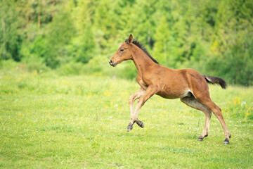 light bay foal running at pasture freely. summer cloudy day