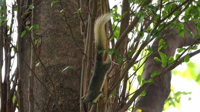 Finlayson's squirrel AKA Variable squirrel peeling tree bark