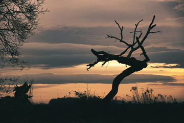 Abendrot &uuml;ber der Waldlichtung