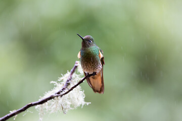 hummingbird on a branch