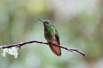 Fototapeta premium Hummingbird on a branch