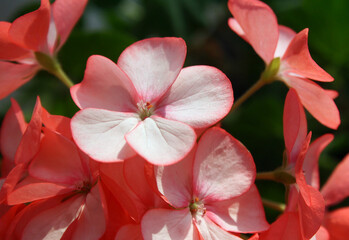 Fototapeta na wymiar The delicate petals of a flowering Geranium plant