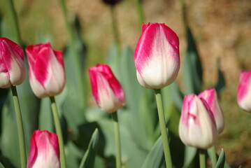 Tulipes ros et blancs au jardin au printemps