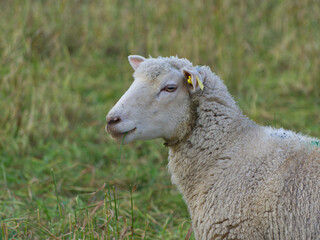 Sheep (ewe) looking sideways in a field of tall dry grass