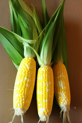 Grains of ripe corn. IA Tehnology