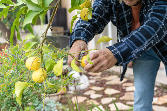 Senior farmer harvesting lemons with garden pruner in hands on a lemon tree in a rainy day.