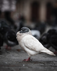 Gołąb wśród tłumu