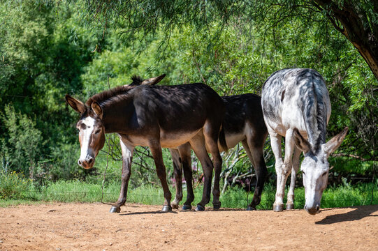 Cute donkeys underneath a tree, photographed in South Africa.