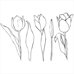 a set of tulips drawn by a liner in a vector
