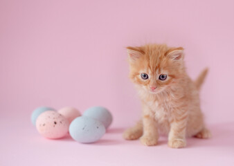 Easter theme. ginger kitten sitting with small easter eggs on pink background