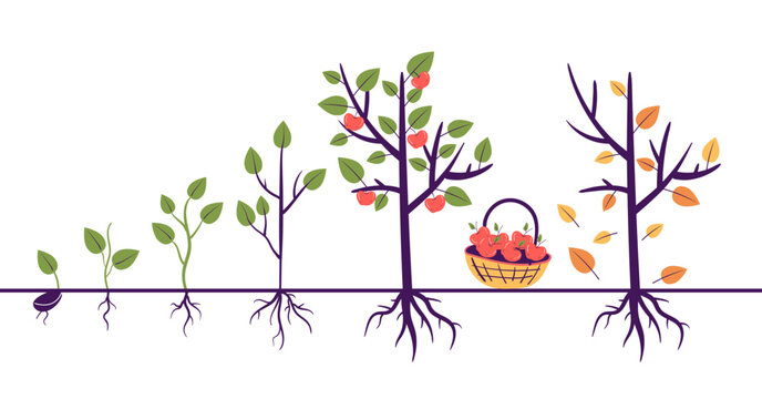 Tree growth process steps with root. Gardening agriculture farm concept. Vector graphic design illustration