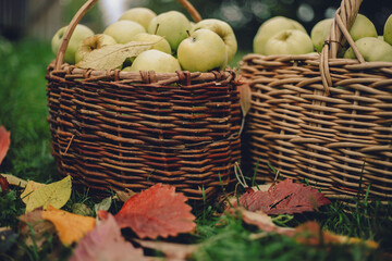 yellow apples in two brown wicker baskets standing on green grass with red leaves. side view, close-up