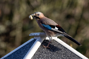 ein Eichelhäher mit einer Erdnuss im Schnabel 
