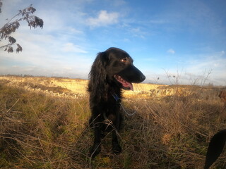 pies na pięknym tle kopalni i chmur w styczniowe słoneczne popołudnie 