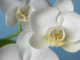 white orchid on pink isolated background with copy space