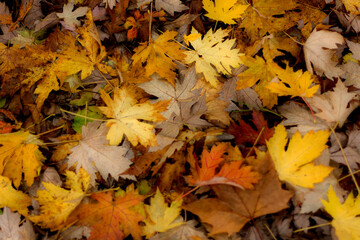 Leaves in autumn. Fall. Nature. Background.  Concept 