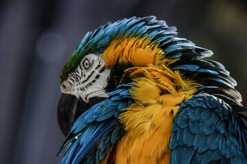 Fototapeta premium A close up of a Macaw bird