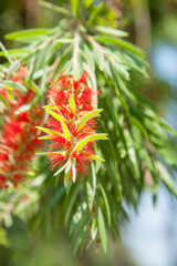 Grevillea, a hybrid flowering flower. Evergreen upright shrub