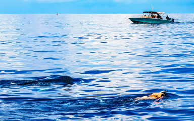 Fototapeta premium Huge whale shark swims on the water surface Cancun Mexico.