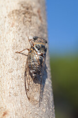 Cicadidae on the tree trunk. Flora of Turkey. Macro close up. Selecred focus. Wings of insects. Eyes of insect