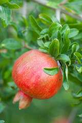 Ripe pomegranate fruit hanging on a tree branch in the garden. Selective focus